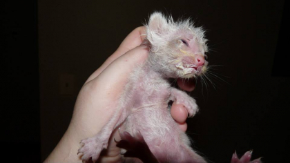 Au crezut ca este mort in ziua in care l-au gasit abandonat pe strada. Cum arata dupa opt luni pisoiul Stuart Little