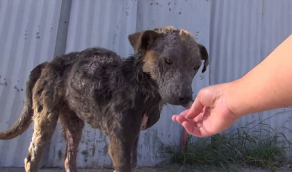 Transformarea uluitoare a unui caine abandonat pe strada. Cum arata la cinci saptamani dupa ce a fost salvat. VIDEO