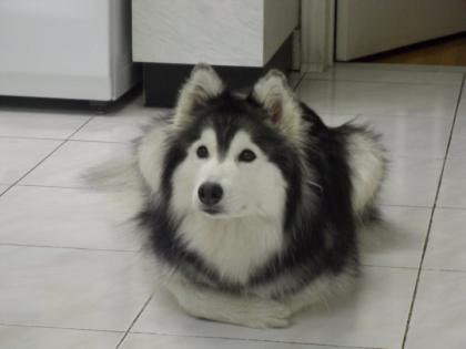 FOTO. Un caine Husky, crescut de pisici, se comporta ca o felina. Imagini unice
