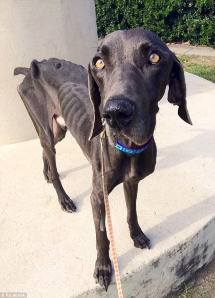 Povestea lui Alex, cainele care s-a hranit doar cu pietre si crengute, salvat in ultima clipa de iubitori de animale Povestea lui Alex, cainele care s-a hranit doar cu pietre si crengute, salvat in ultima clipa de iubitori de animale