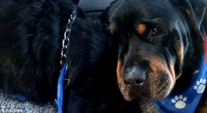 Imagini tulburatoare cu un caine rottweiler care isi plange fratele care a murit. VIDEO Imagini tulburatoare cu un caine rottweiler care isi plange fratele care a murit. VIDEO