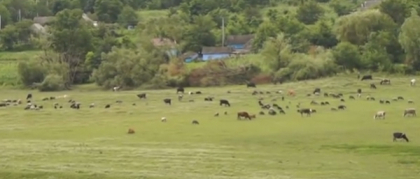 Caz socant in Soldanesti. O fetita de numai 13 ani a ramas insarcinata. Cine este tatal copilului - VIDEO Caz socant in Soldanesti. O fetita de numai 13 ani a ramas insarcinata. Cine este tatal copilului - VIDEO