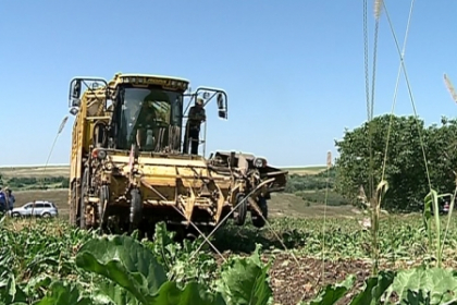 Recolta grabita la sfecla de zahar: "Daca mai asteptam se va usca". Ce scumpiri ar putea sa apara Recolta grabita la sfecla de zahar: "Daca mai asteptam se va usca". Ce scumpiri ar putea sa apara