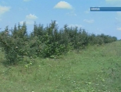 Peste 100 de camioane cu fructe moldovenesti, blocate la Breansk. Ce spune ministrul Agriculturii