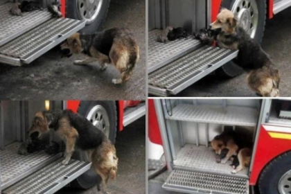 Imaginile care au emotionat o lume intreaga. Dovada ca animalele pot avea mai mult suflet decat oamenii Imaginile care au emotionat o lume intreaga. Dovada ca animalele pot avea mai mult suflet decat oamenii