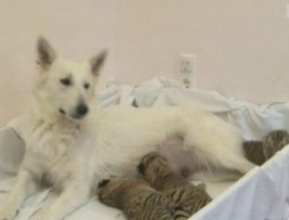 Sa vezi si sa nu crezi! O catea a luat in ingrijire trei pui de tigru la o gradina zoologica din Soci Sa vezi si sa nu crezi! O catea a luat in ingrijire trei pui de tigru la o gradina zoologica din Soci