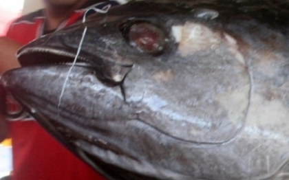 "E un monstru". Un pescar canadian s-a luptat doua ore pentru captura vietii sale, de 454 kg