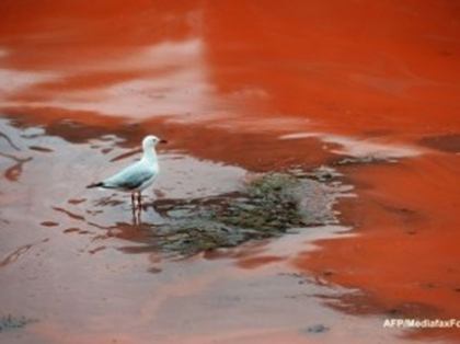 Fenomen biologic neobisnuit in Australia: marea colorata in rosu. VIDEO