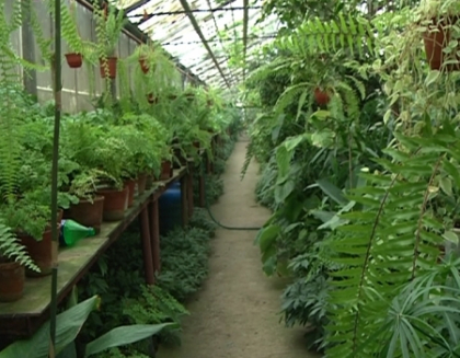 Plantele tropicale de la Gradina Botanica risca sa inghete! "Avem nevoie de 100 de mii de lei" Plantele tropicale de la Gradina Botanica risca sa inghete! "Avem nevoie de 100 de mii de lei"