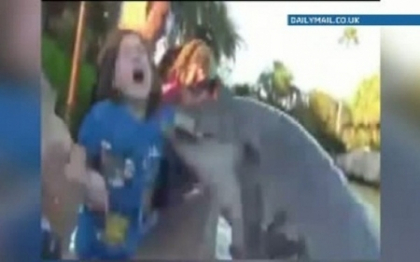 Fetita muscata de un delfin la un parc acvatic din SUA. Cum s-a intamplat totul