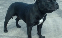 Condamnat la inchisoare dupa ce si-a muscat cainele. Animalul a murit din cauza ranilor suferite Condamnat la inchisoare dupa ce si-a muscat cainele. Animalul a murit din cauza ranilor suferite