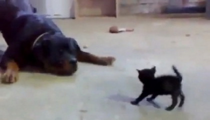 Ce pisicuta curajoasa! Vezi cum l-a speriat pe un rotweiller. VIDEO AMUZANT