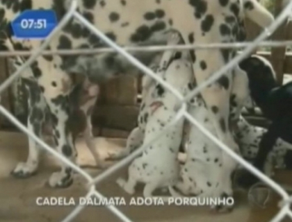 Mai nou, cei 101 dalmatieni au printre ei un ied si un purcel! Se intampla in Brazilia Mai nou, cei 101 dalmatieni au printre ei un ied si un purcel! Se intampla in Brazilia
