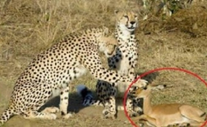 Emotionant! Doi leoparzi  au respectat legea naturii! Motivul pentru care NU au mancat puiul de antilopa