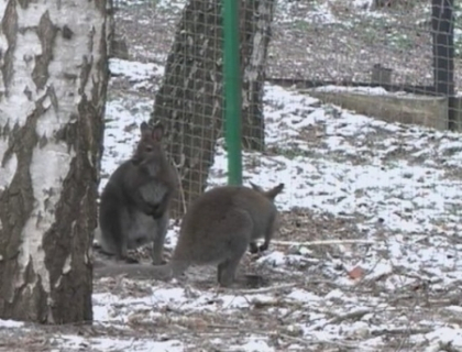 Raze infrarosii, calorifere fierbinti si mancare calduta! Cum lupta cu frigul animalele de la ZOO 