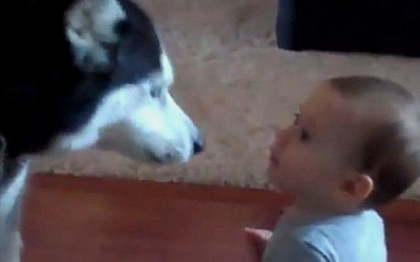 VIDEO. Dialogul dintre un copil si un husky care a devenit viral pe internet! Cum vorbesc cei doi