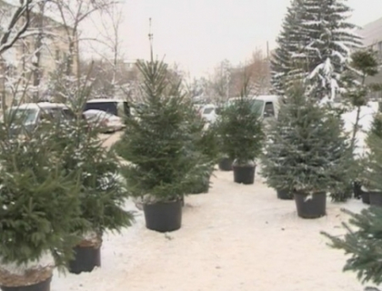 Primii brazi naturali pot fi gasiti deja in vanzare! Vezi care sunt preturile Primii brazi naturali pot fi gasiti deja in vanzare! Vezi care sunt preturile