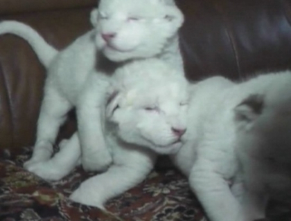 Trei pui de leu alb s-au nascut la o gradina zoologica din Ucraina! Uite cat de dragalasi sunt Trei pui de leu alb s-au nascut la o gradina zoologica din Ucraina! Uite cat de dragalasi sunt