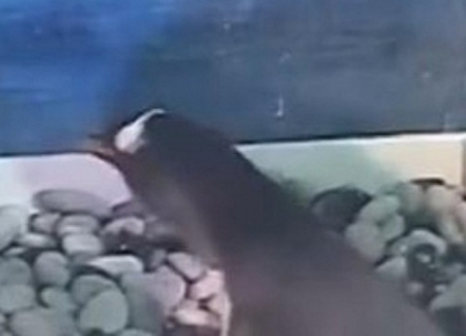 Imagini socante. Un pinguin, filmat in timp ce-si manca puiul, intr-un acvariu din China. VIDEO Imagini socante. Un pinguin, filmat in timp ce-si manca puiul, intr-un acvariu din China. VIDEO