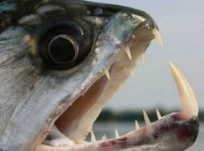 Studiu: Raportat la dimensiunea lui, Piranha Negru are cea mai puternica muscatura din istorie