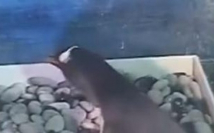 Imagini socante. Un pinguin, filmat in timp ce-si manca puiul, intr-un acvariu din China. Video