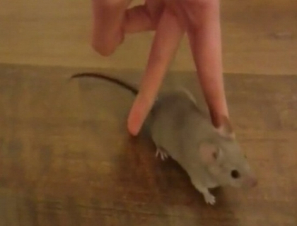 Si soarecii au talent! Un filmulet cu hamsteri dresati a adunat mii de vizualizari pe internet
