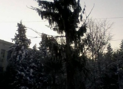 Un brad de Craciun din centrul unui oras din Rusia, jefuit de globuri. L-au lasat si fara crengi