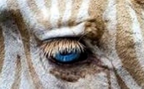 Exemplar UNIC gasit in Hawaii: prima ZEBRA DE AUR! Uite cum arata frumusetea creata de natura. FOTO si VIDEO