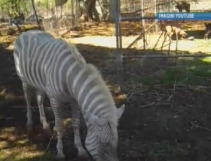 Americanii au o zebra de AUR! Vezi cum arata aceasta minune creata de mama natura