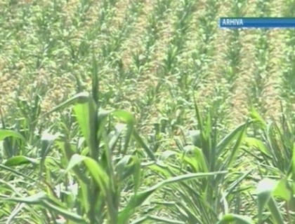 Bani pentru agricultori. Cat vor primi cei care au suferit pe urma secetei din anul trecut