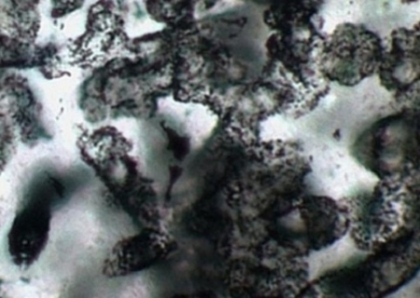 Descoperire impresionanta in Australia. Fosile vechi de 3,5 miliarde de ani, dinaintea omenirii