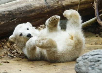 La multi ani, Anori! Un urs polar din gradina zoologica din Gemania a implinit un an