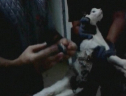 Pisica INFRACTOARE! Ce a facut o felina de a fost prinsa de jandarmii din Brazilia