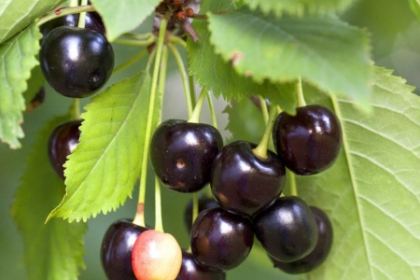Ciresele amare, super-fructele verii. Consumul a 20 de cirese amare pe zi, acelasi efect calmant ca o aspirina sau un nurofen