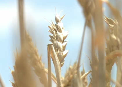 Mai multi bani pentru agricultori! Anuntul facut de Vasile Bumacov Mai multi bani pentru agricultori! Anuntul facut de Vasile Bumacov