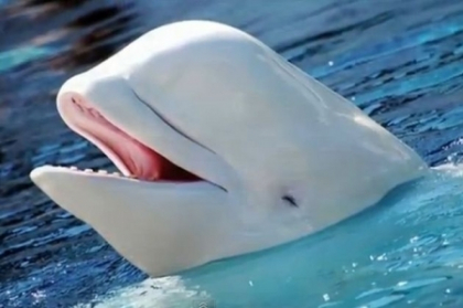 Inregistrare incredibila facuta in ocean! Balena care VORBESTE EXACT ca un om - VIDEO