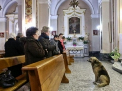 Lectia de loialitate data de un caine. Isi asteapta zilnic in biserica stapana moarta de doua luni