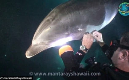 Imagini emotionante cu un delfin, in Hawaii. "Fara indoiala a venit sa ceara ajutor". VIDEO