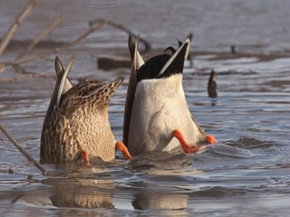 Rata care nu vrea sa moara: pasarea traieste cu o sageata infipta in cap - FOTO Rata care nu vrea sa moara: pasarea traieste cu o sageata infipta in cap - FOTO