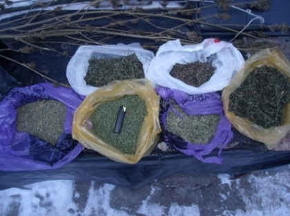 Crestea, prelucra si vindea marijuana. Un barbat din Ialoveni a ajuns pe mana politiei Crestea, prelucra si vindea marijuana. Un barbat din Ialoveni a ajuns pe mana politiei