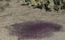 Descoperire bizara in mijlocul desertului. Oamenii de stiinta nu stiu sa explice fenomenul. VIDEO