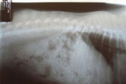 Un caine din rasa Labrador, salvat de medici dupa ce a inghitit 79 de pietricele