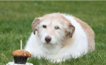 Daisy, "cainele de 100 de ani". Vezi ce sarbatoare i-a organizat stapanul - FOTO Daisy, "cainele de 100 de ani". Vezi ce sarbatoare i-a organizat stapanul - FOTO