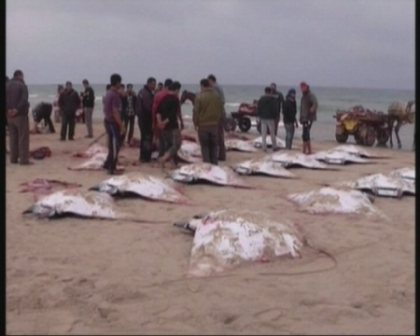 Imagini de groaza pe o plaja din Fasia Gaza. Zeci de diavoli de mare au esuat, in mod inexplicabil
