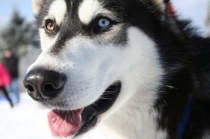 Descoperire incredibila despre cainii Husky: "Au o putere fantastica!" Cercetatorii au ramas socati Descoperire incredibila despre cainii Husky: "Au o putere fantastica!" Cercetatorii au ramas socati