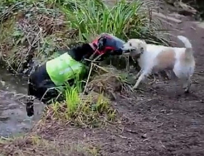 O poveste de prietenie impresionanta. Milo, cainele care ajuta un labrador orb sa se orienteze O poveste de prietenie impresionanta. Milo, cainele care ajuta un labrador orb sa se orienteze