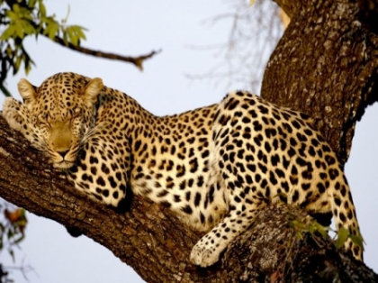 Un leopard camuflat la PERFECTIE! Iti ia cel putin 2 minute sa il gasesti in poza! Il vezi unde e? FOTO Un leopard camuflat la PERFECTIE! Iti ia cel putin 2 minute sa il gasesti in poza! Il vezi unde e? FOTO
