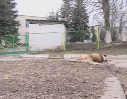 Cruzime maxima la Chisinau. Mai multi caini s-au zbatut in agonie dupa ce ar fi fost otraviti
