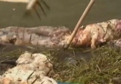Imaginile care i-au scarbit pe chinezi: 6600 de porci morti aruncati in raul din care beau apa