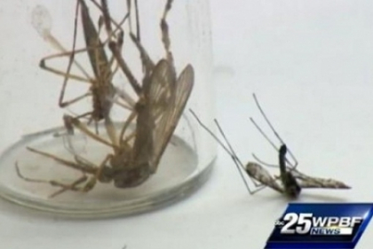 O specie de tantari uriasi a fost identificata in Florida. "Sunt de 20 de ori mai mari ca altii"